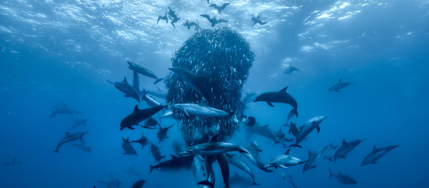 OCEAN with David Attenborough